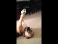 Dog shows of its ball handling skills with this impressive demonstration.