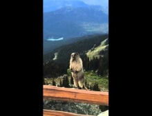 Screaming Marmot sounds like Mariah Carey when she used to be able to hit the high notes.