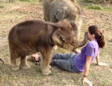 Baby elephant trying to figure out why this woman has no trunk.