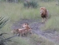 Lion cubs attempting to roar like daddy.