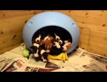 16 sleeping Basenji puppies simultaneously wake up and exit their doggy bed.