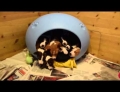 16 sleeping Basenji puppies simultaneously wake up and exit their doggy bed.