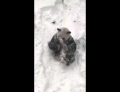Tian Tian the giant panda has a great time playing in the snow.