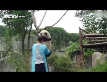 Adorable Panda Bear so exhausted from climbing up in a tree needs some help getting down.
