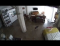Cat tells dog to stfu and stop barking.