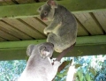 Two koala bears get in a fight and one seems to be possessed by satan.