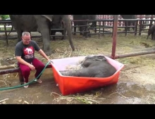 Baby elephant having an awesome time taking a bath in a tub.