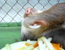 Sloth only prefers the carrots but he is so lazy he won't even look at the plate before grabbing them first.