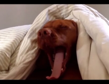 This Dog Really Hates The Alarm Clock And Having To Wake Up Early.