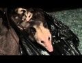 Woman evicts possum family from her closet.