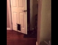 Cat thinks using the pet door is dumb.
