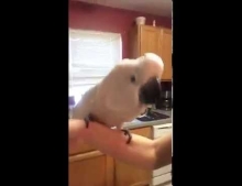 Cockatoo rocking out to Tone Loc's 80's hit 