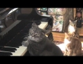 Cat playing piano and an orchestra create beautiful music together.