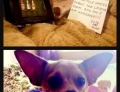 10 Hilarious Dog Shaming Pictures
