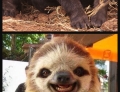 20 Extremely Happy Animals Smiling For The Camera.