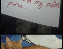 22 Very Funny Cat Shaming Pictures.