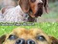 3 breeds of dogs that have a split nose: Catalburun, Pachon Navarro, and Andean Tiger Hound.
