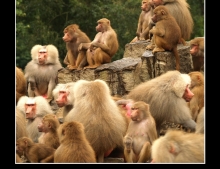 A group of baboons is called a congress.