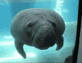 A Manatee Pushes Its Nose Up Against The Glass.