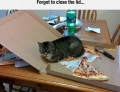 Always close the pizza box when cats are present.