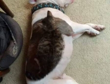 This cat helps dispel the myth that all pit bulls are mean and vicious.