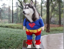 Another Great Dog Costume. This Time It's Superman!