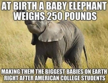 Baby elephants weigh 250 lbs. at birth, making them the second biggest babies on earth.