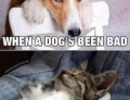 Bad dog vs. Bad cat