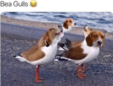 Bea Gulls
