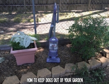 Best way to keep dogs out of your garden.