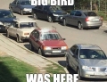 Big Bird was here.
