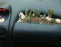 Cactus garden for the dashboard in your car.