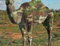 Camelflage.