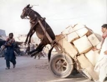 This man overloaded his donkey like a real jackass.