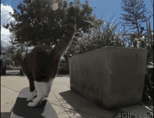 Cat Does An Awesome Skateboard Trick