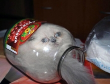 Cat in a jar possibly having second thoughts.