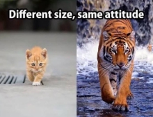 Cats and Tigers. Different size but same attitude.
