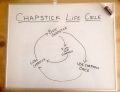 ChapStick life cycle.