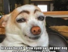 Countless hours can be had laughing while watching your dog with painted eyebrows stare at you like you are crazy