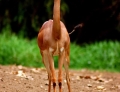Cute baby Giraffe. How does it walk on those stick legs?
