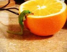 Cute little lizard just loves to drink fresh orange juice in the morning.
