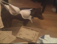 Dog got caught in a booby trap.