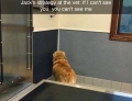Dog has a great strategy at the Vet.