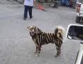 Cool looking dog seems to be part tiger, part raccoon, and part who knows what.