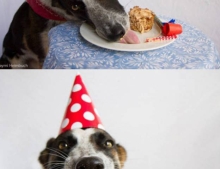 Dog loves his birthday cake.