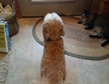 Dog resembles a weiner from behind.