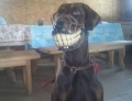 Dog seems happy about wearing a muzzle.
