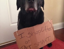 Dog steals then confesses the truth