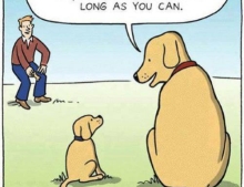 The truth about dog training.