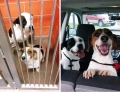 Dogs before and after being rescued from the animal shelter.